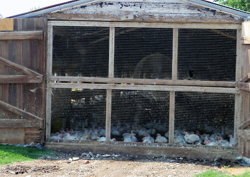 Poultry feeding operation chicken house on Maryland's eastern shore near the coastal bays. 20K to 30K birds can be grown per house at a given time in any given flock. Ventilation fans help circulate air flow. 