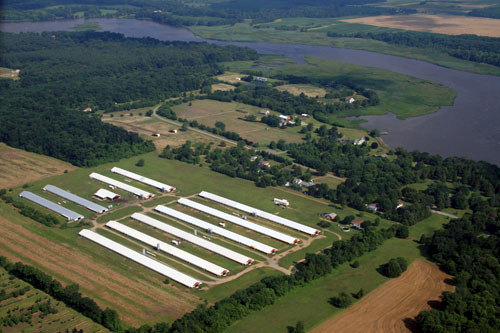 Poultry houses on the Chester River