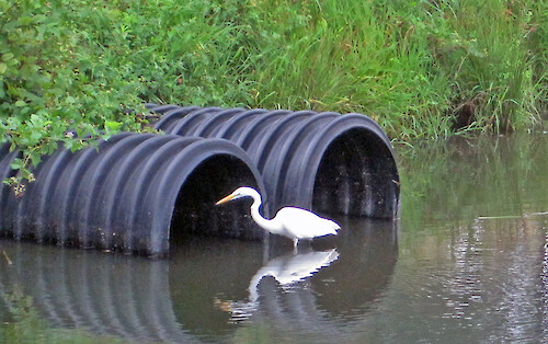 Egret sits next to a runoff pipe