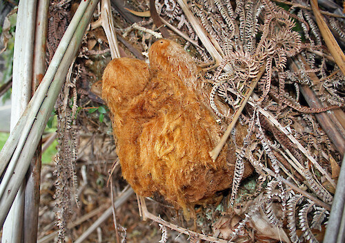 A closeup shot of a Hawaiian tree fern Pulu fiber