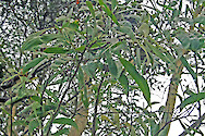 A Mature Acacia Koa Tree showing compound leaves and phyllodes