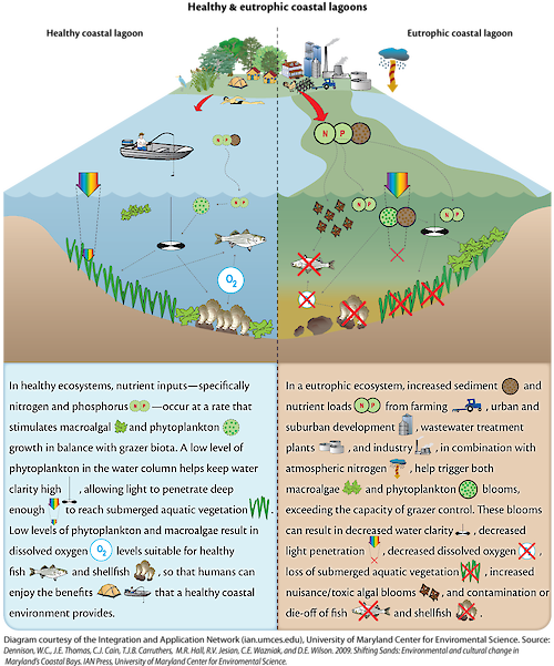 Conceptual diagram illustrating the elements that contribute towards a healthy lagoon that has a good balance of nutrient and biota, versus the elements of a eutrophic ecosystem, which includes increased sediment and nutrient from farming and industry, and creates for an unhealthy lagoon.