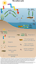 Conceptual diagram illustrating the carbon cycle relative to waterways, and the organisms that live there.