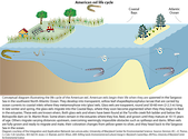 Conceptual diagram illustrating an American eel's life cycle based in the coastal bays of Maryland.
