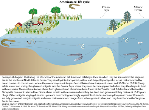 Conceptual diagram illustrating an American eel's life cycle based in the coastal bays of Maryland.