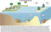 Conceptual diagram illustrating the life cycle of the summer flounder in the Maryland Coastal Bays.