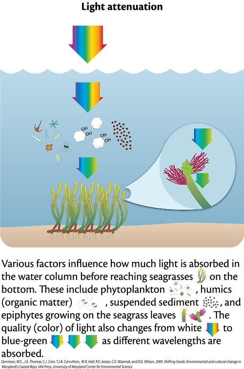 Conceptual diagram illustrating the factors that influence how much light is absorbed by seagrass. This includes phytoplankton, organic matter, suspended sediment, and the epiphytes that grow on the seagrass.