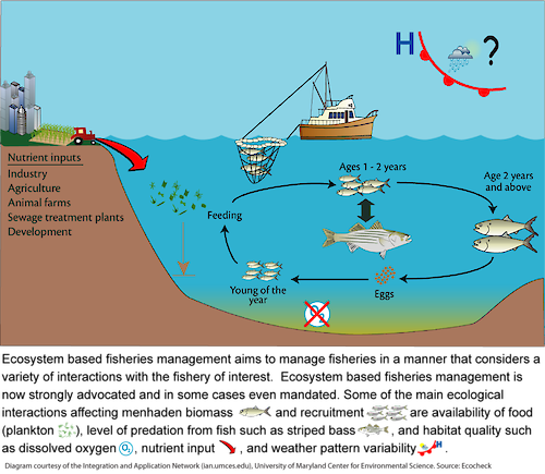 Conceptual diagram illustrating the idea of ecosystem based fisheries management, which aims to manage fisheries in a manner that considers a variety of interactions, both natural and anthropogenic, with the fishery of interest. This diagram focuses on the factors that affect Atlantic menhaden.