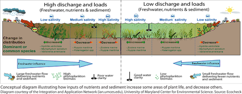 This conceptual diagram depicts the main factors controlling distribution of aquatic grass community types in Chesapeake Bay. The diagram compares high water discharge and loads to low water discharge and loads.