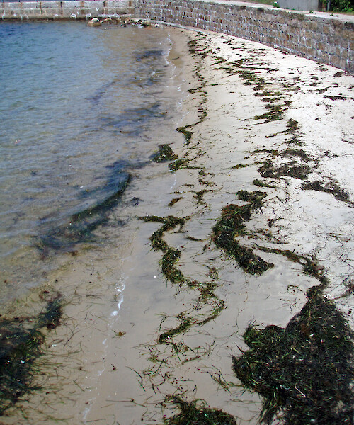 Algae is washed up on a beach in Solomon's Island, Maryland.