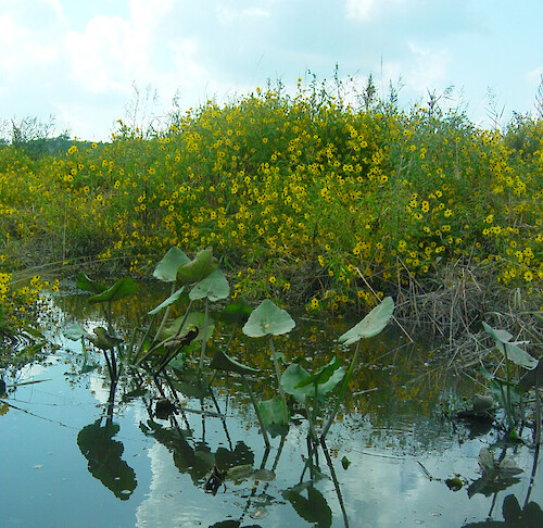 The Wetlands of the Jug Bay, a part of the National Estuarine Research Reserve.