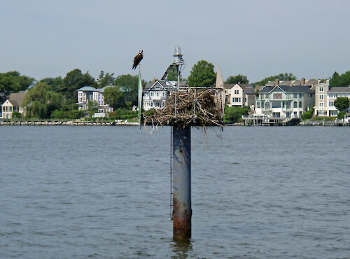 The Pandion haliaetus, commonly refered to as Osprey or Sea Hawk inhabits nests atop man-made structures, such as this channel marker in the Chesapeake Bay area.
