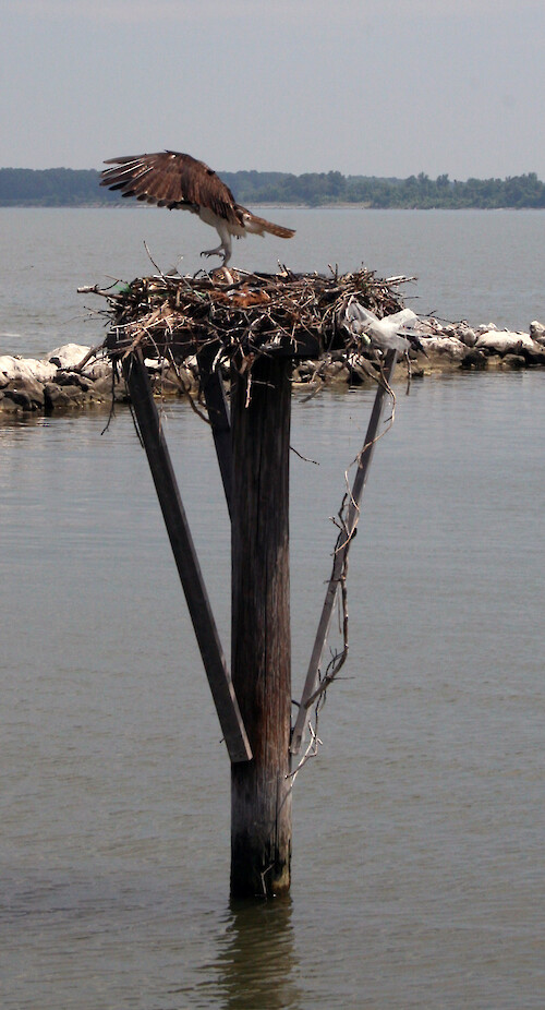 An Osprey, also known sea hawk or fish hawk, found nesting in the Choptank River.