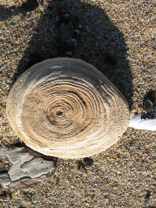 A tree stump found on Hills Beach in Maine, USA