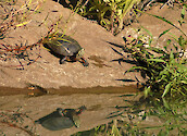 The reflection of a Painted turtle as is sits on the river bank