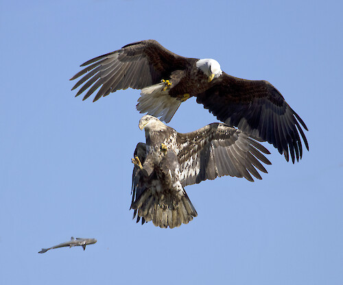 American Bald Eagles fighting over a fish at the Susquehanna River in Maryland.