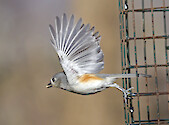 A Tufted Titmouse makes a quick take off from the feeder at Oregon Ridge Park, Maryland
