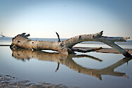 Tree exposed by extremely low tide, Terrapin Park, Kent Island, MD
