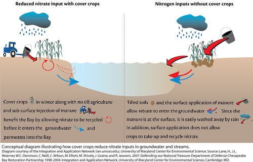 Conceptual diagram illustrating how cover crops reduce nitrogen input in a water body.