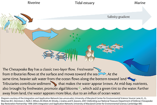 Conceptual diagram illustrating the two-layer flow of the Chesapeake Bay and other estuaries, and the sediment influence.