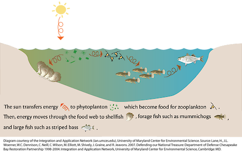Conceptual diagram illustrating the movement of nutrient in a coastal ecosystem.