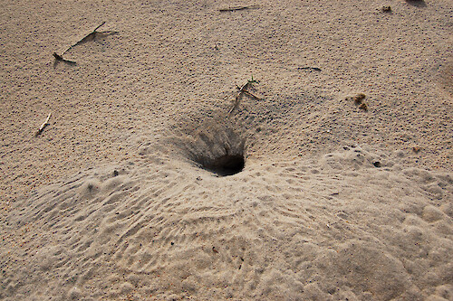 Crab hole on the beach of Assateague Island, Maryland