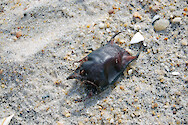 Egg case found on the beaches of Assateague Island, Maryland