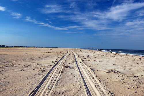 Vehicle tracks on Assateague Island's beach