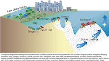 Conceptual diagram illustrating the ecosystem of the southern portion of the Florida peninsula.