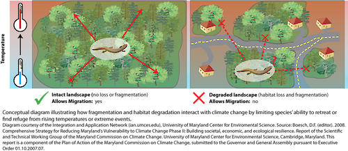 Conceptual diagram illustrating how fragmentation and habitat degradation interact with climate change by limiting species' ability to retreat or find refuge from rising temperatures or extreme events.