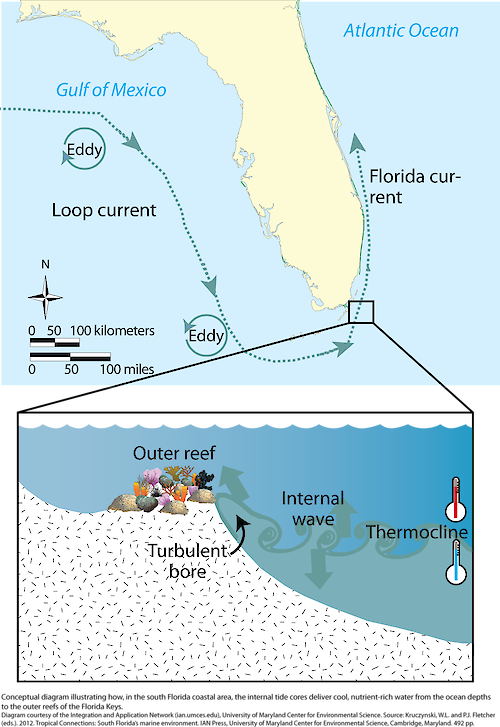 Conceptual diagram illustrating how, in the south Florida coastal area, the internal tide cores deliver cool, nutrient-rich water from the ocean depths to the outer reefs of the Florida Keys.