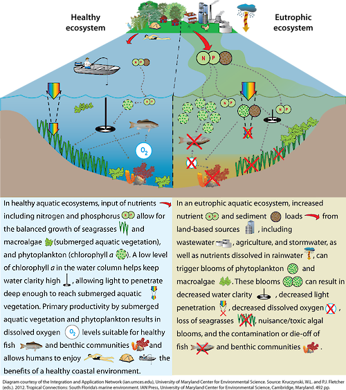 Conceptual diagram illustrating the contributing factors toward a healthy and eutrophic ecosystem.