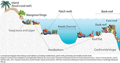 Conceptual diagram illustrating coral habitats from Cape Florida to the Dry Tortugas. In this region, corals occur on hardbottom habitats, patch reefs, and deep and shallow bank reefs.
