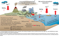 Conceptual diagram illustrating the sources, transport, and cycling of inorganic mercury and methylmercury to the marine environment.