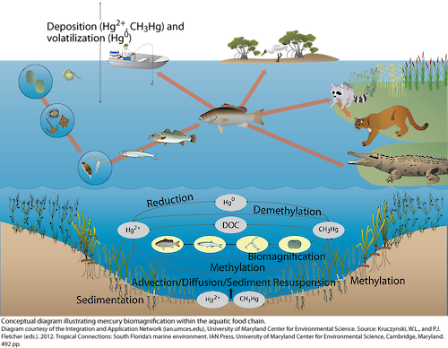 Conceptual diagram illustrating the biomagnification of mercury within the aquatic food chain.