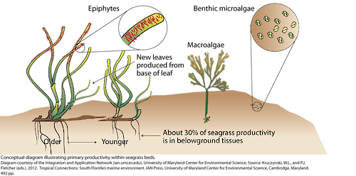 Conceptual diagram illustrating primary productivity within seagrass beds.