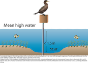 Conceptual diagram illustrating a stake with an attached roosting block placed in an area with damaged seagrasses. Roosting birds defecate into the water adding nutrients that stimulate seagrass growth and recovery across the damaged area.