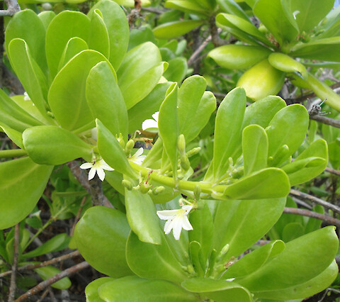 Coastal naupaka has flowers that appear to be missing their top petals. The mountain naupaka has flowers that lack bottom petals. Together, the blossoms of these two plants make a whole flower. Hawaiian legend tells us that these plants represent two lovers separated by their families.