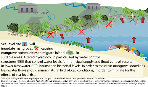 Conceptual diagram illustrating potential impacts of sea-level rise on mangrove dominated shorelines.