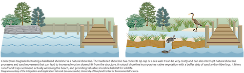 Conceptual diagram illustrating a hardened shoreline vs a natural shoreline. The hardened shoreline has concrete rip-rap or a sea wall. It can be very costly and can also interrupt natural shoreline processes and sand movement that can lead to increased erosion downdrift from the structure. A natural shoreline incorporates native vegetation with a buffer strip of sand and/or fiber logs. It filters runoff and traps sediment, actually widening the beach, and providing valuable shoreline habitat for wildlife.