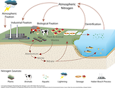 Conceptual diagram illustrating the nitrogen cycle, including the Haber-Bosch process.