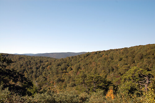 View of forest density Shenandoah National Park, Virginia.
