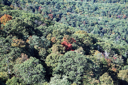 View of forest changing into fall colors in Shenandoah National Park, Virginia.