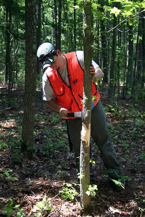 A Chesapeake Watershed Forester girdles a Sweetgum tree (Liquidambar styraciflua) in the forest of an Eastern Shore Maryland farm. This technique is used to eliminate an undesirable tree.