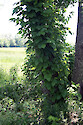 Poison ivy (Toxicodendron radicans) on a tree, in Maryland.