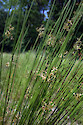 Marsh rush (Scirpus spp.) plant, in Maryland.