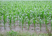 Flooded corn in field, in Maryland.