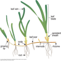 Illustration of the morphology of Zostera capensis (marine eelgrass).