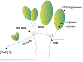 Illustration of the morphology of Halophila ovalis (paddle weed).