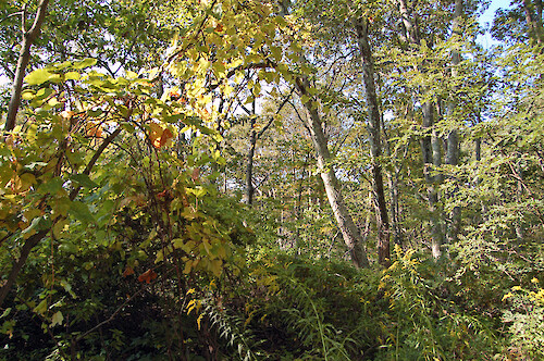 A healthy forest in Shenandoah National Park. Shenandoah National Park, VA